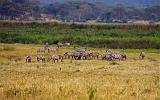 TANZANIA - Ngorongoro Crater - 13